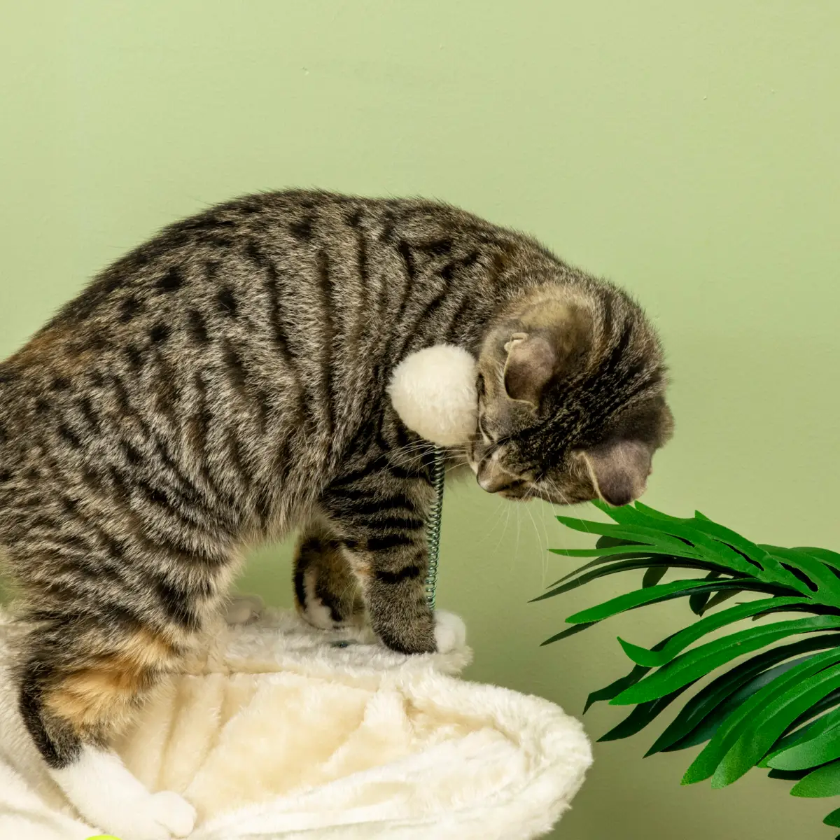 Unbranded Cat Tree for Indoor Cats w/ Scratching Posts Hammock, Toy Ball - Beige Pawhut - Cat Tree