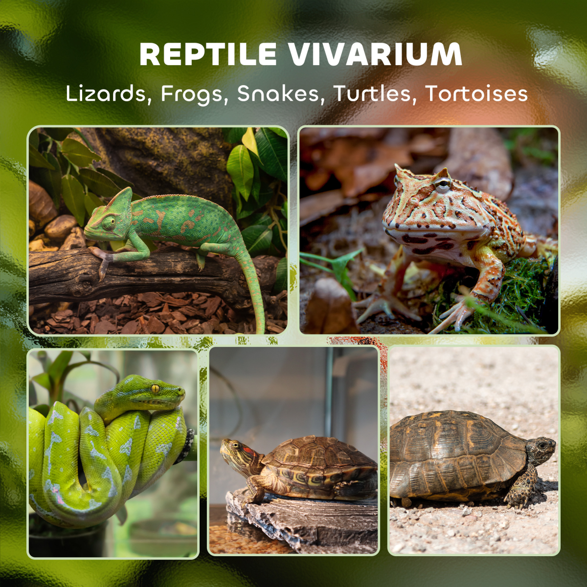 PawHut 10L Glass Terrarium, Reptile Vivarium with Stone Background - from PawHut