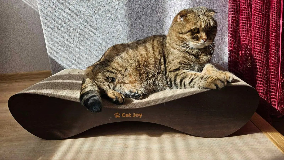 Lounge — Curved Cardboard Cat Scratcher Lounger, 70 cm - Cat Scratchers & Scratching Posts from CAT JOY