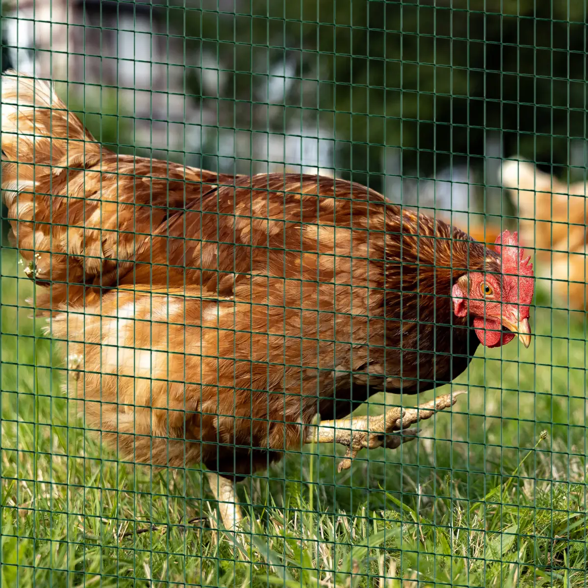 Unbranded PVC Coated Welded Wire Mesh Chicken Poultry Aviary Fence Run Hutch Pet PawHut - Chicken Coop