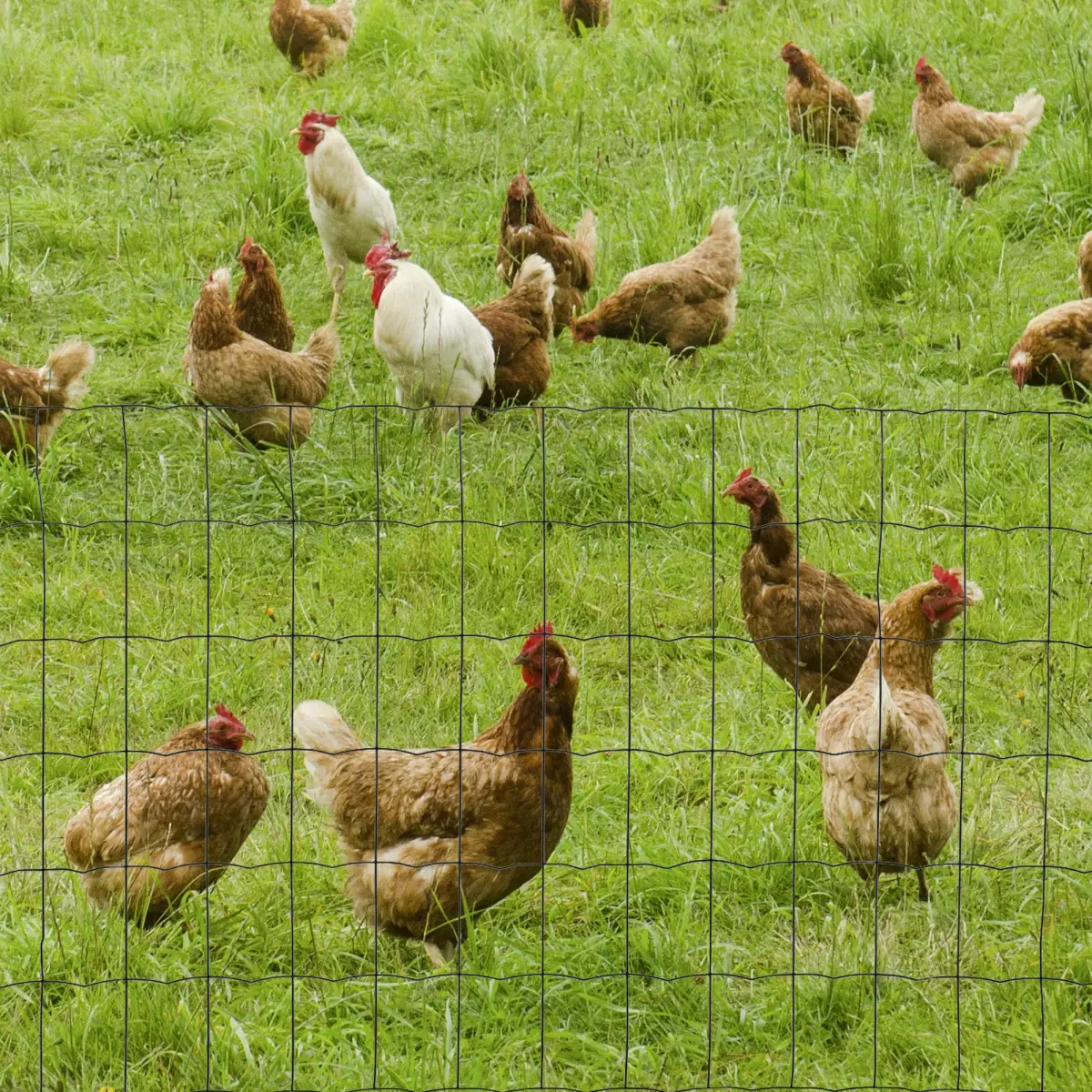 Pawhut 61cm x 1000cm Chicken Wire Mesh, Foldable PVC Coated Fences, for Garden, Green - Chicken Coop