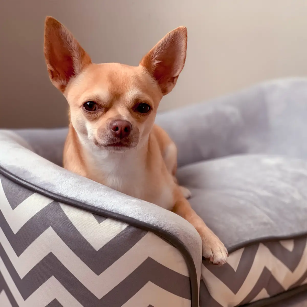 PawHut PawHut Dog Sofa Pet Couch for XS Dogs with Removable Sponge Padded Cushion Grey - Dog Beds