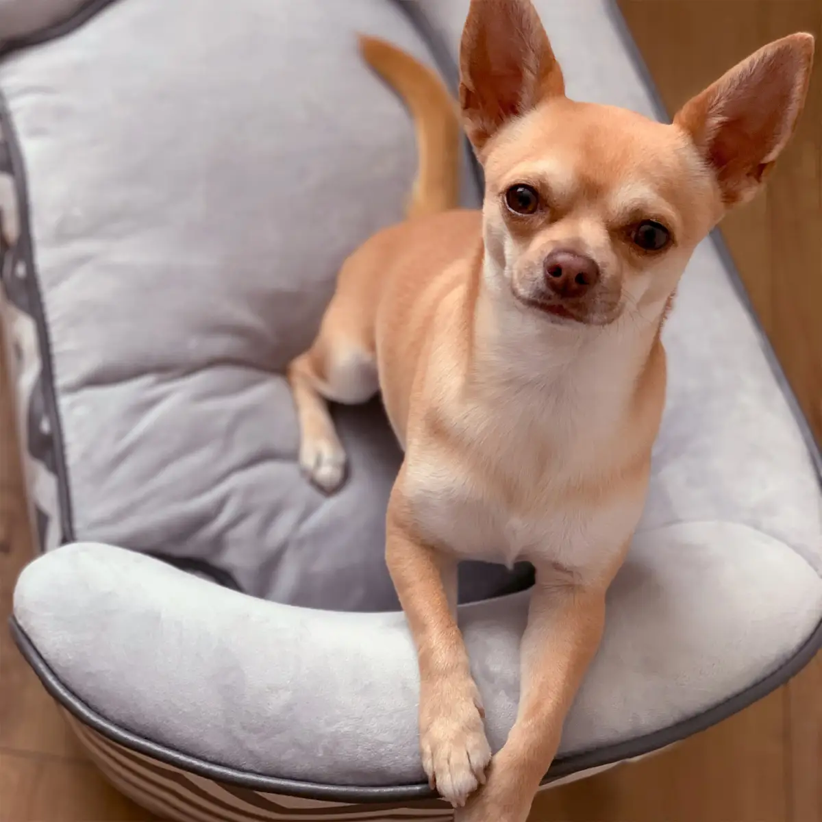 PawHut PawHut Dog Sofa Pet Couch for XS Dogs with Removable Sponge Padded Cushion Grey - Dog Beds