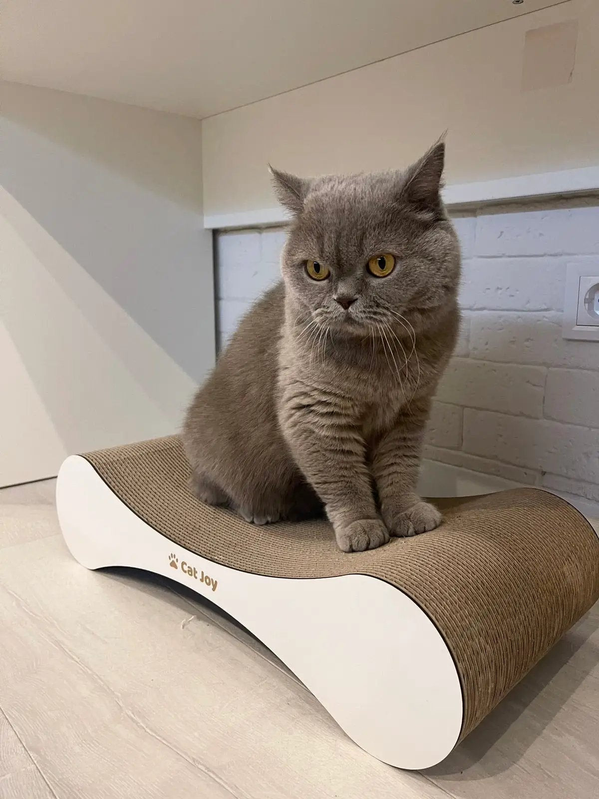Snug — Compact Cardboard Cat Scratcher for Kittens, 59 cm - Cat Scratchers & Scratching Posts from CAT JOY