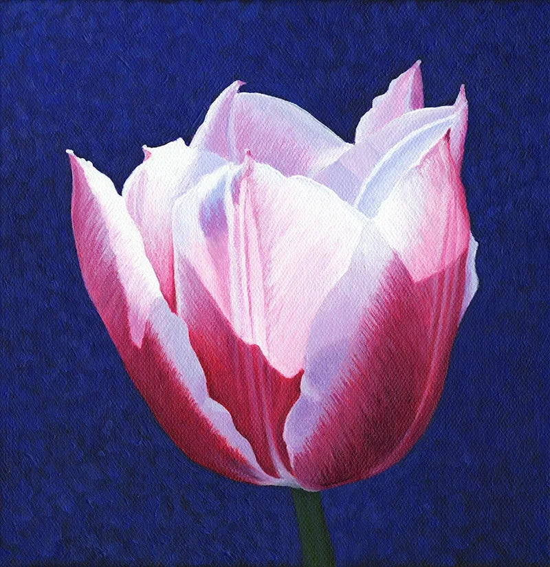Mariya McAllister Tulip - Artwork Wall Art